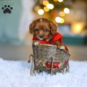 Tiny Teddy, Cavapoo Puppy